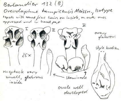 Vorschaubild Oreodaphne tampicensis Meisn.